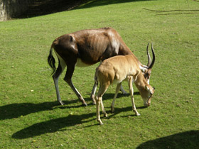 Смотреть фото Блесбок Фото Блесбок