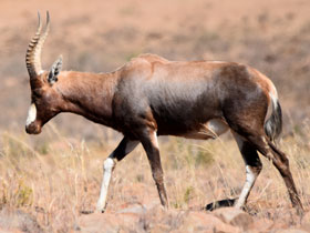 Смотреть фото Беломордый бубал Фото Беломордый бубал