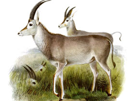 Фото Голубая антилопа