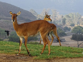 Фото Болотный козёл