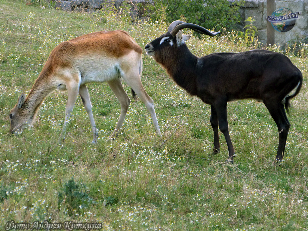Фото Суданский козел