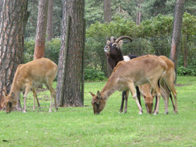 Фото Суданский козел