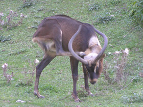 Фото Суданский козел