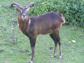 Фото Суданский козел