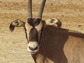 Смотреть фото Орикс бейза Фото Орикс бейза