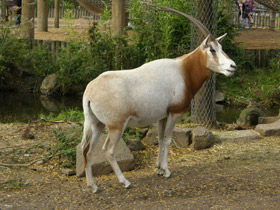 Фото Саблерогая антилопа