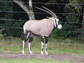 Фото Обыкновенный орикс