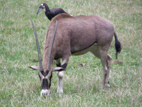 Фото Обыкновенный орикс