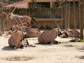 Фото Обыкновенный орикс