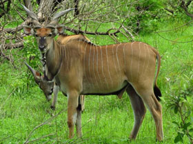 Фото Западная канна