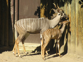 Фото Малый куду