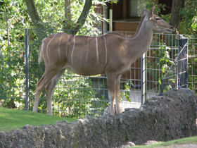 Фото Большой куду