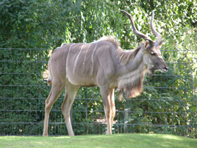 Фото Большой куду