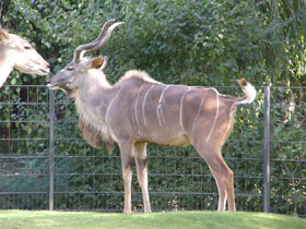 Фото Большой куду