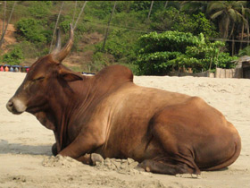 Смотреть фото Священные животные Фото Священные животные