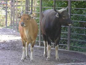 Фото Бантенг