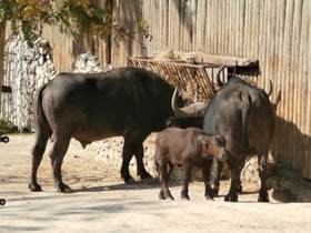 Фото Африканский буйвол