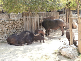 Фото Африканский буйвол