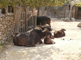 Фото Африканский буйвол