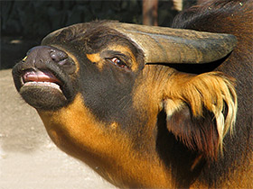 Фото Африканский карликовый буйвол