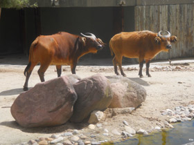 Фото Африканский карликовый буйвол