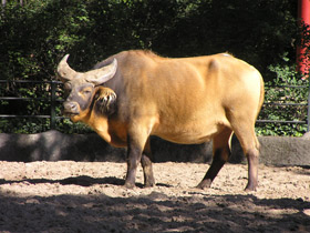 Фото Африканский карликовый буйвол