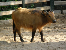 Фото Африканский карликовый буйвол