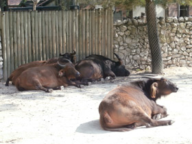 Фото Африканский карликовый буйвол