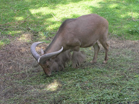 Фото Гривистый баран