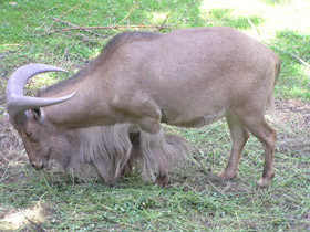 Фото Гривистый баран
