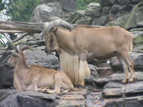 Фото Гривистый баран