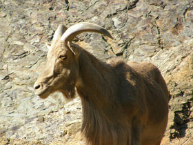 Фото Гривистый баран