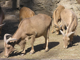 Фото Гривистый баран