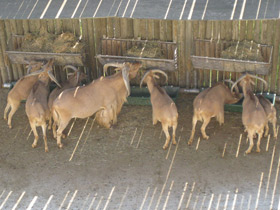 Фото Гривистый баран