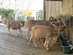 Фото Гривистый баран