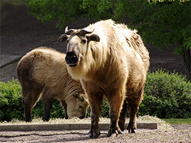 Фото Такин: зверь с золотым руном