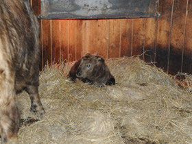 Смотреть фото Такин Фото Такин