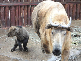 Смотреть фото Такин Фото Такин