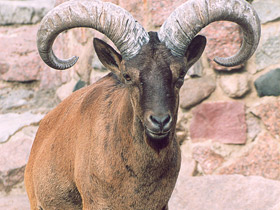 Дагестанский тур Дагестанский тур