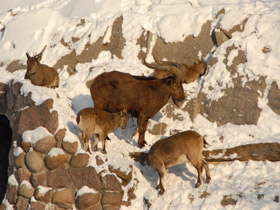 Смотреть фото Дагестанский тур Фото Дагестанский тур