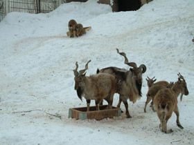 Смотреть фото Винторогий козёл Фото Винторогий козёл
