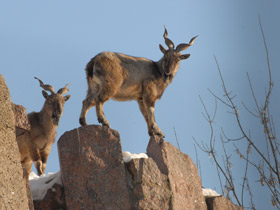Смотреть фото Самые рогатые животные Фото Самые рогатые животные