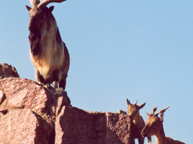 Смотреть фото Винторогий козёл Фото Винторогий козёл