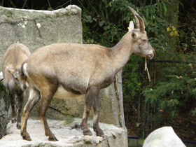 Фото Четвероногие прыгуны