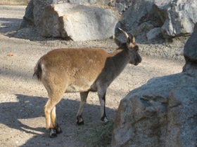 Смотреть фото Пиренейский козёл Фото Пиренейский козёл