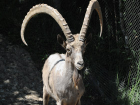 Смотреть фото Сибирский горный козел Фото Сибирский горный козел