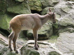 Смотреть фото Гималайский тар Фото Гималайский тар