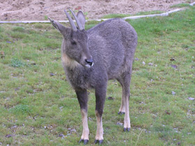 Смотреть фото Горал Фото Горал