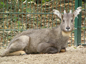 Смотреть фото Горал Фото Горал