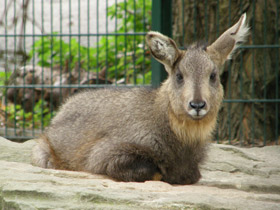 Смотреть фото Горал Фото Горал